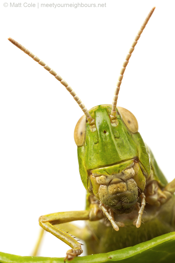 MYN Grasshopper